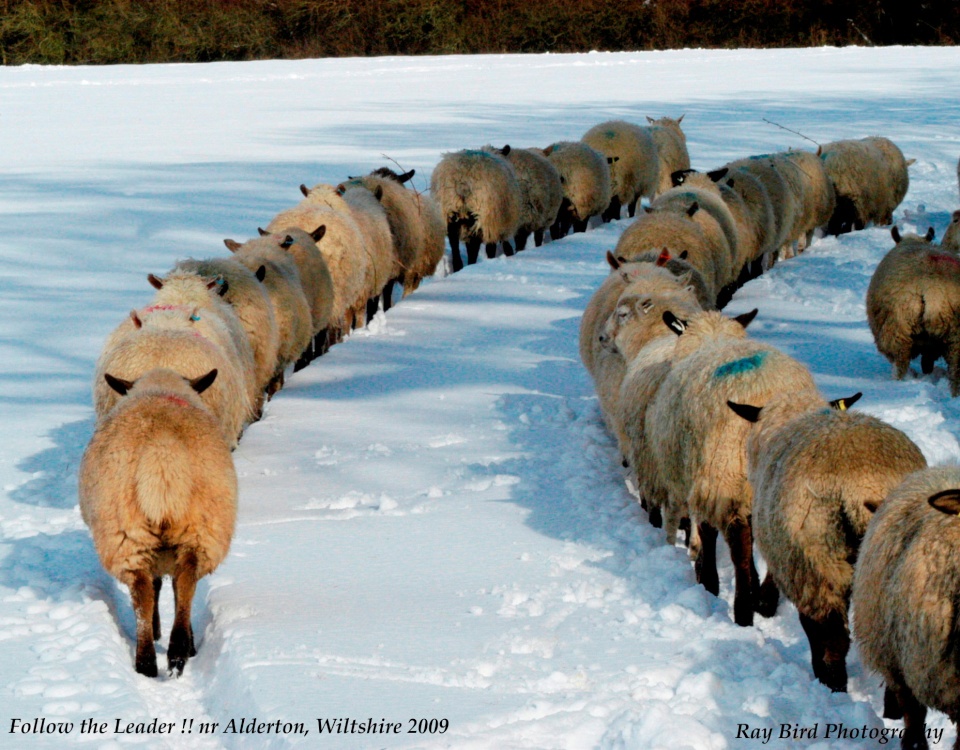 Follow the leader !! - Sheep, nr Alderton, Wiltshire 2009