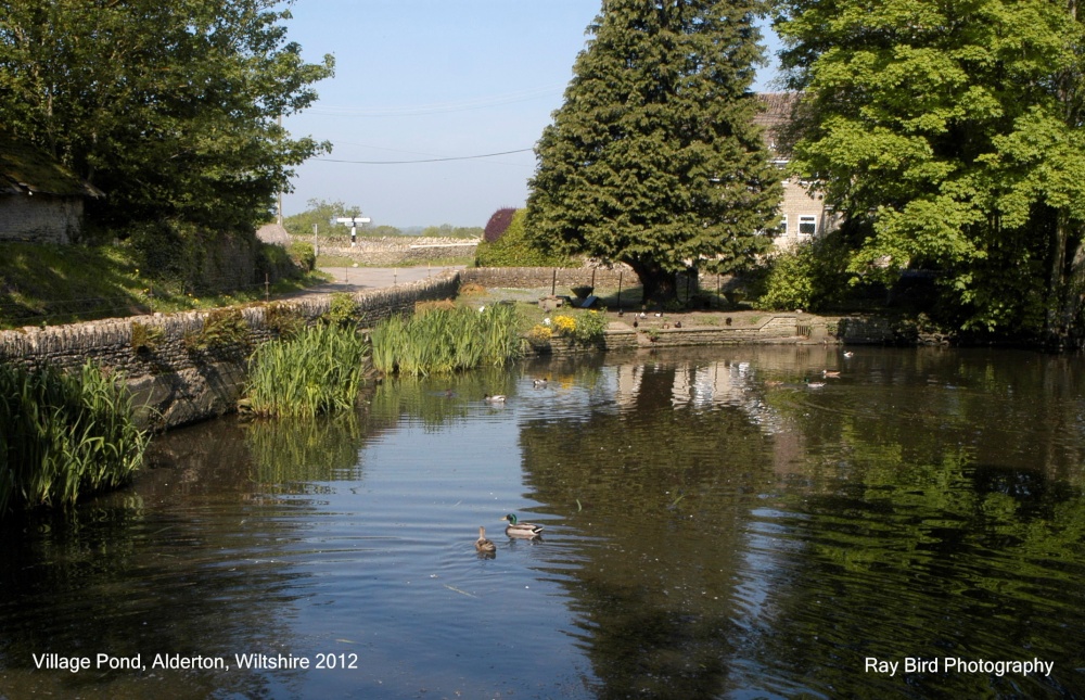 The Village Pond, Alderton, Wiltshire 2012