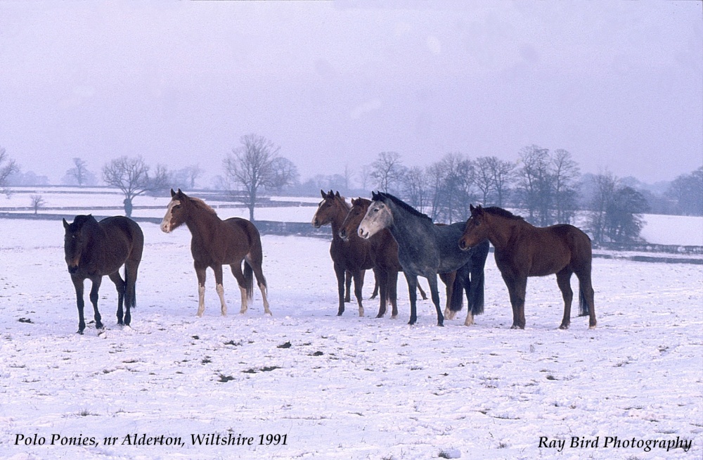 Photograph of Polo Ponies, Alderton, Wiltshire 1991