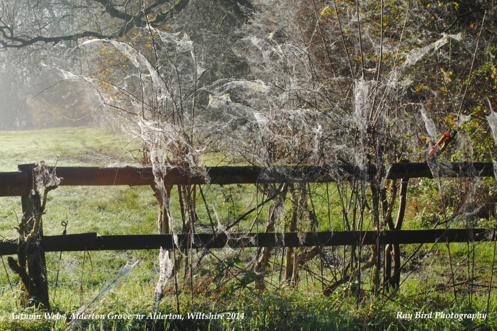 Autumn Webs, nr Alderton, Wiltshire 2014