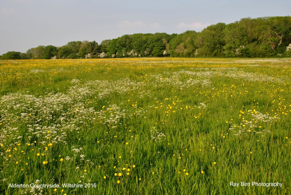 Field in Spring, nr Alderton, Wiltshire 2016