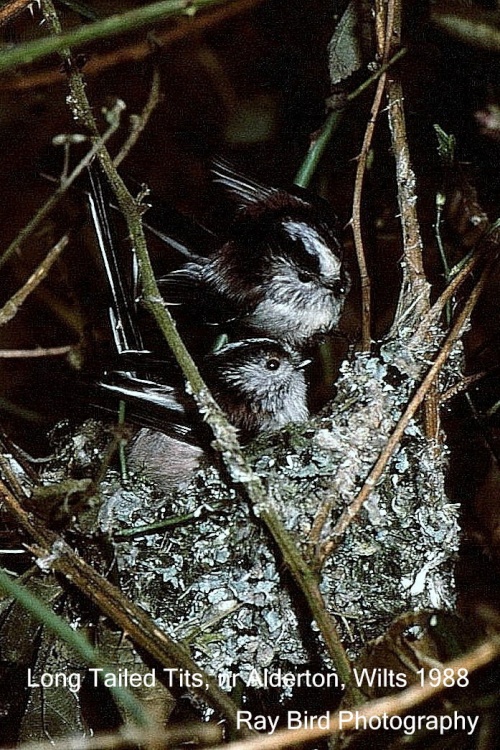 Long Tailed Tits at Nest, Alderton Grove, nr Alderton, Wiltshire 1988