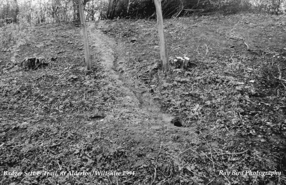 Badger Trail from Sett, nr Alderton, Wiltshire 1994