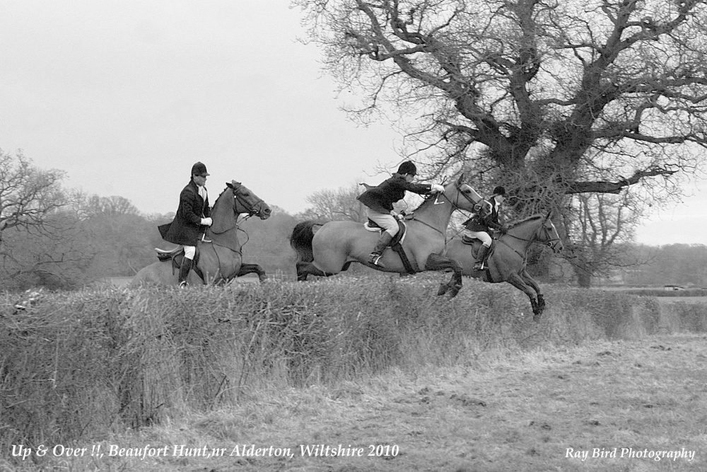 Beaufort Hunt, nr Alderton, Wiltshire 2010