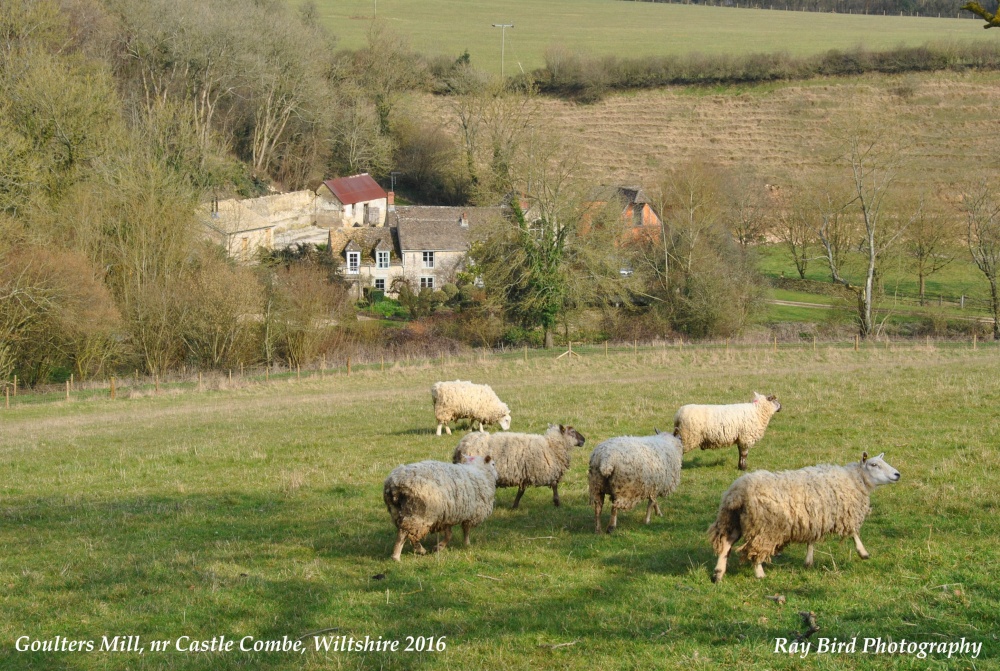 Sheep, Goulters Mill, nr Castle Combe, Wiltshire 2016