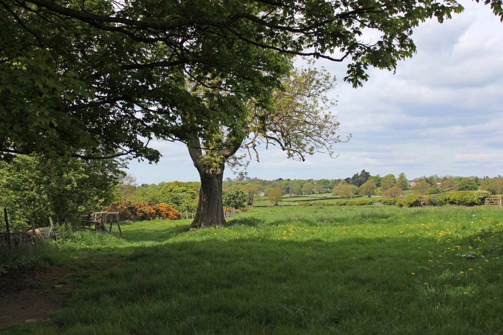 Over the fields, Eggleston