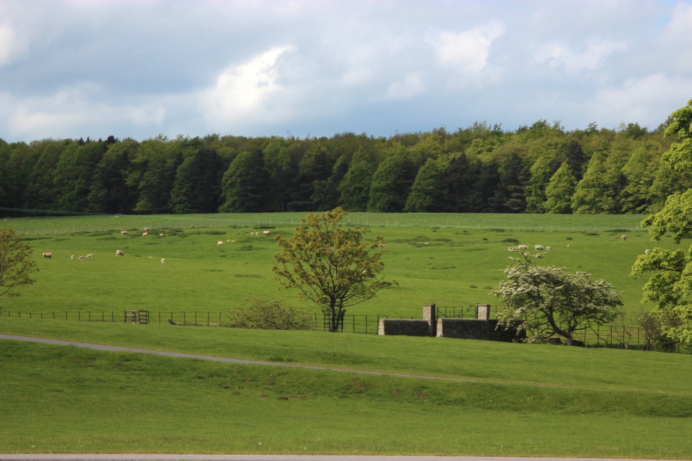 Parkland at Raby Castle, County Duram