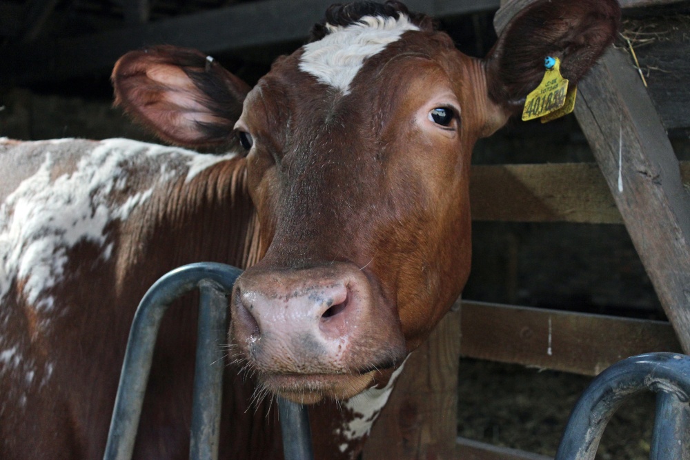 Are moo looking at me?