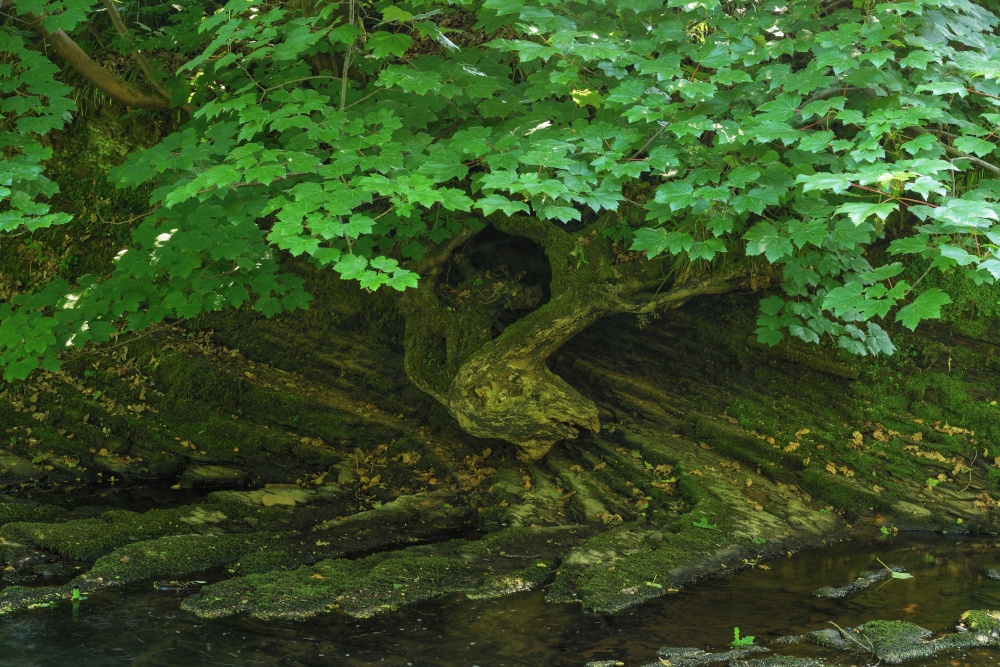 Tree by the River Dane, Danebridge, Staffordshire