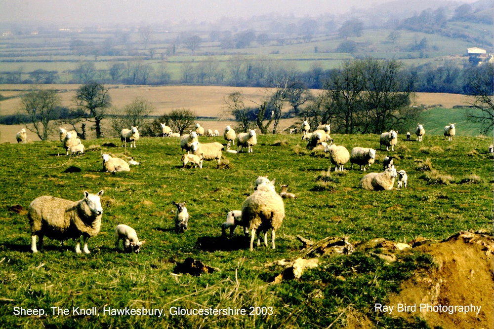 Ewes & Lambs, The Knoll, Hawkesbury Upton, Gloucestershire 2003