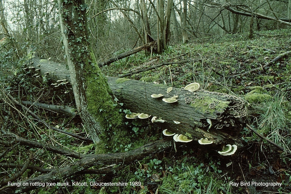 Fungi on rotting tree trunk, Kilcott, Gloucestershire 1989