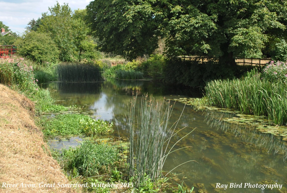 River Avon, Great Somerford, Wiltshire 2015