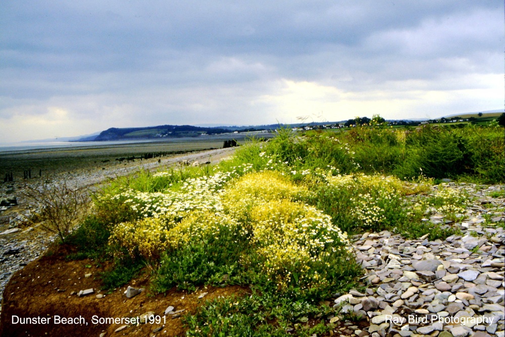 Beach, nr Dunster, Somerset 1991