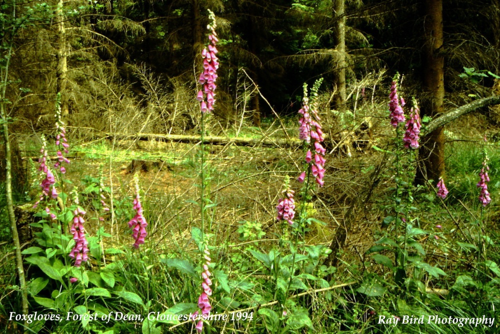 Foxgloves on Woodland Edge, nr Coleford, Forest of Dean, Gloucestershire 1994