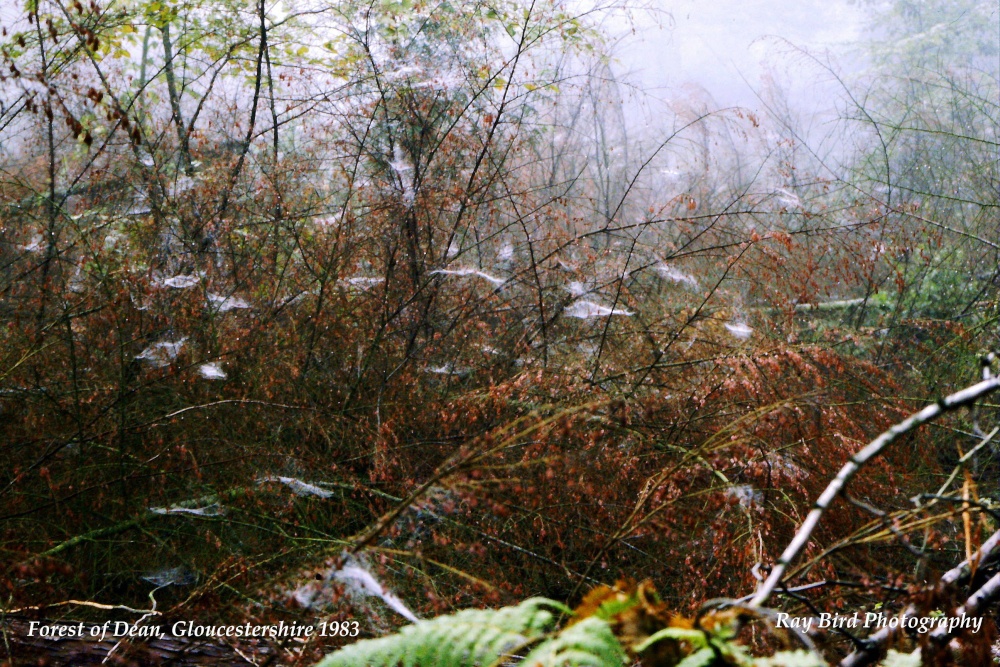 Forest of Dean Woodland, nr Hillersland, Gloucestershire 1983