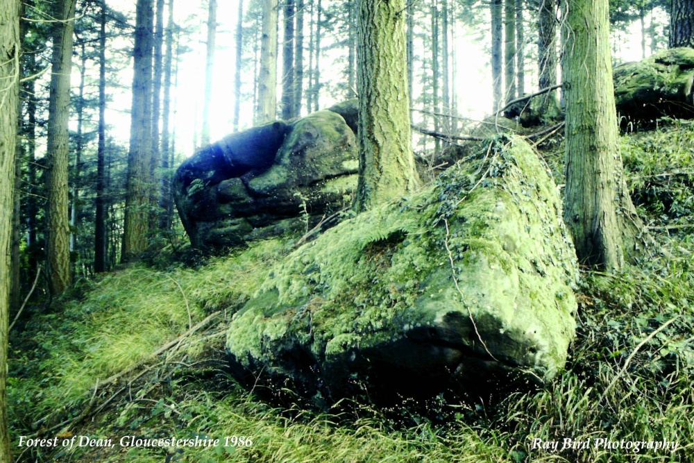 Forest of Dean Woodland, nr Hillersland, Gloucestershire 1986