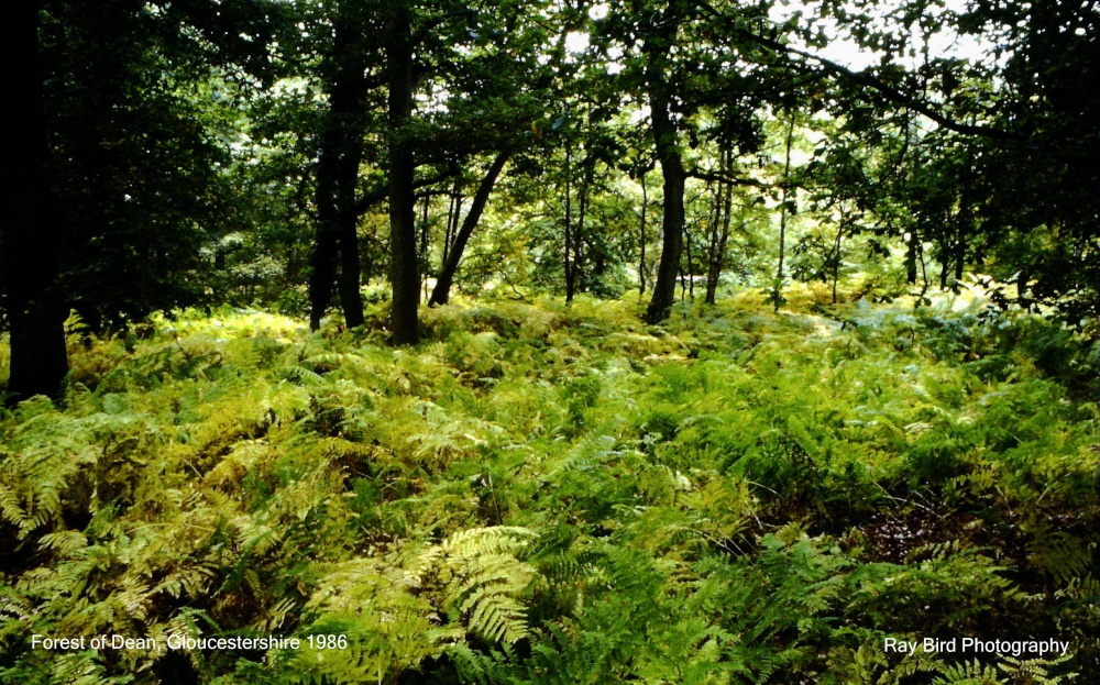 Photograph of Forest of Dean Woodland, nr Hillersland, Gloucestershire 1986