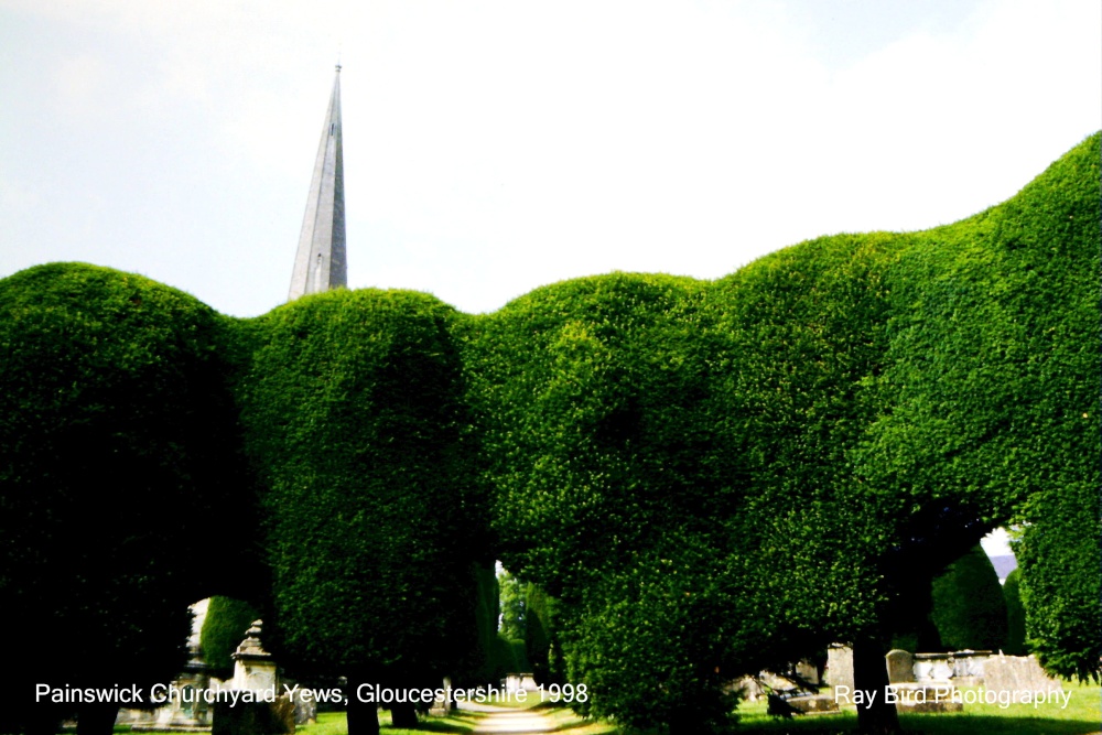 St Mary's Churchyard Yews, Painswick, Gloucestershire 1998