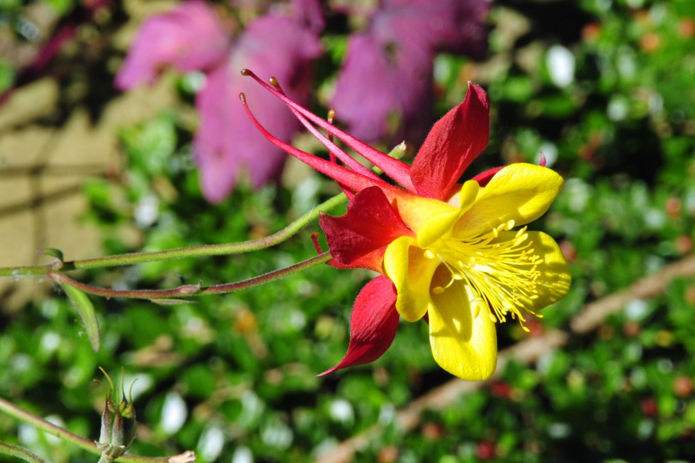 In the flower garden of Great Dixter