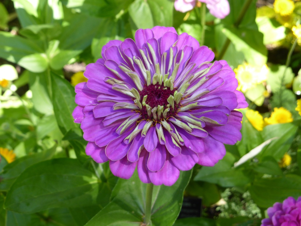 Purple Dahlia at the Chelsea Physic Garden, London
