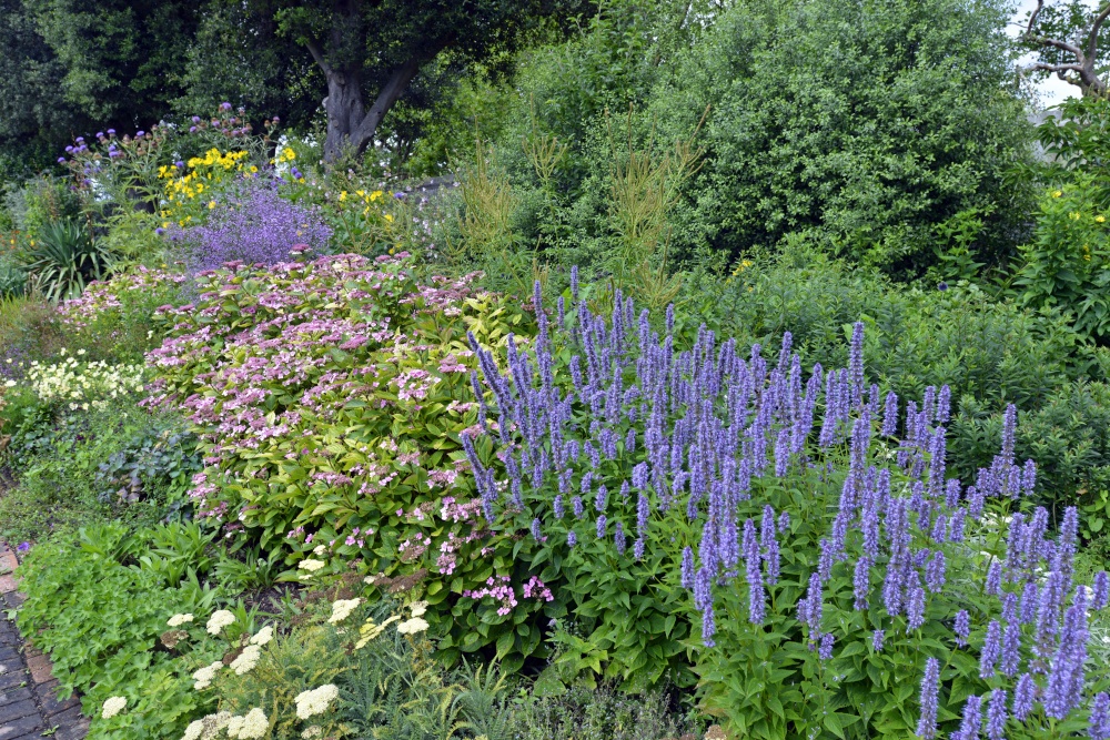Herbaceous Border, Salutation Garden