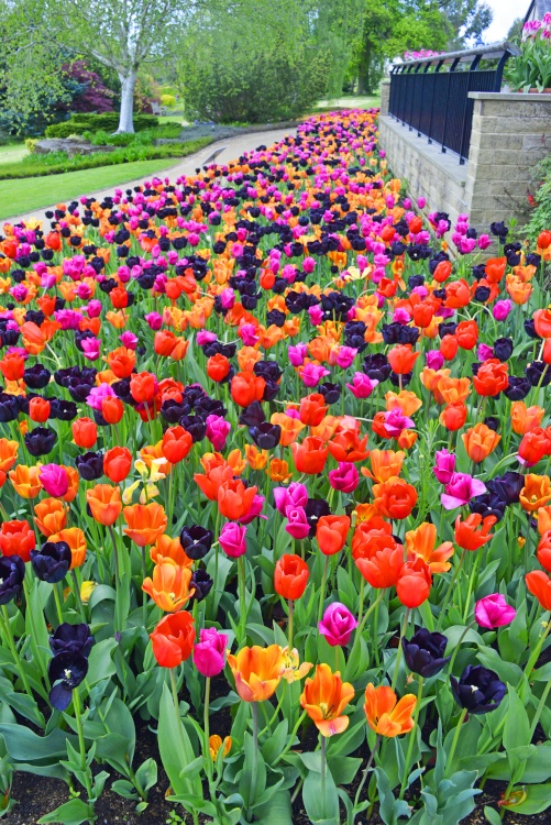 Harlow Carr Garden Tulip display