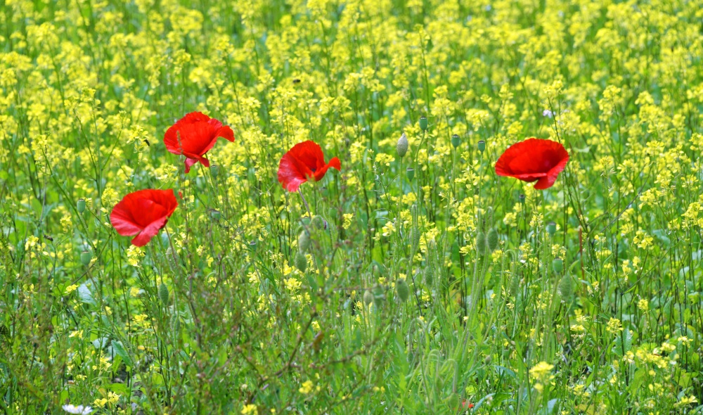 Poppies on Pembroke Coastal Path