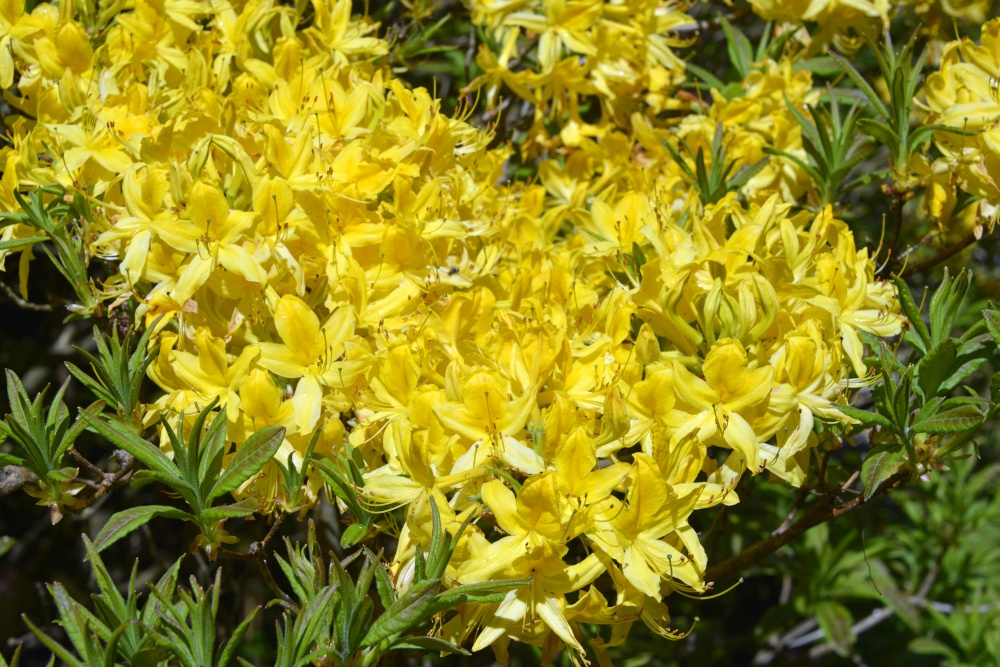 Stody Lodge Garden photo by Paul V. A. Johnson