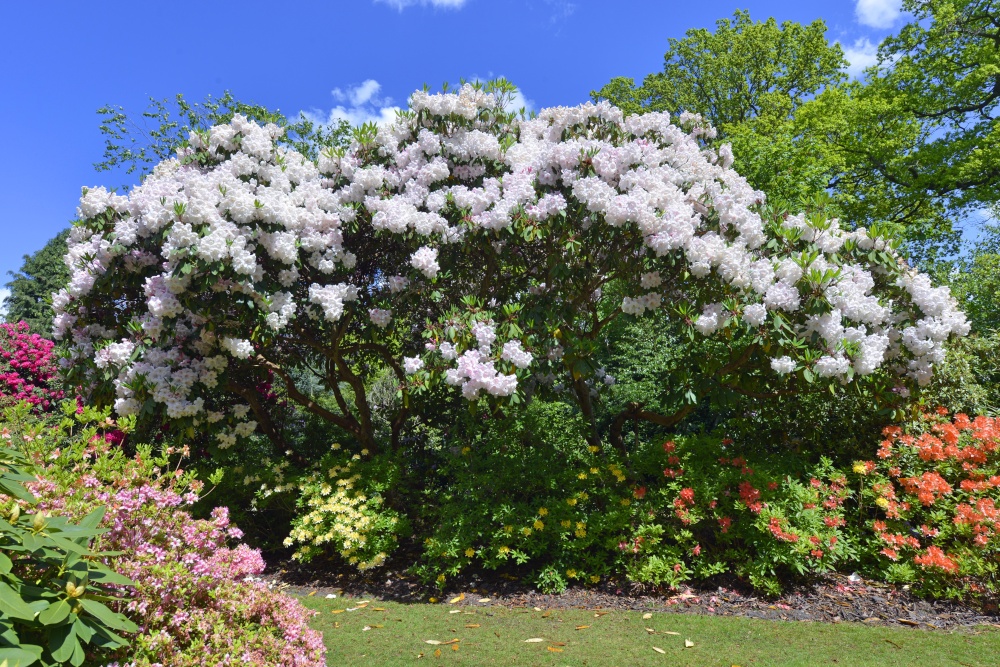 Stody Lodge Garden photo by Paul V. A. Johnson