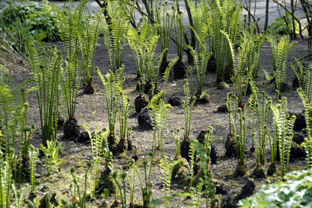 Beningborough Hall Garden