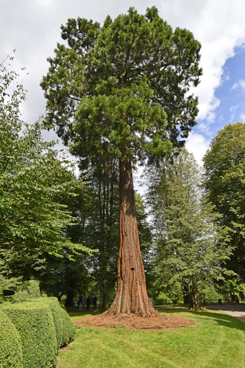 Nymans Grounds, redwood tree