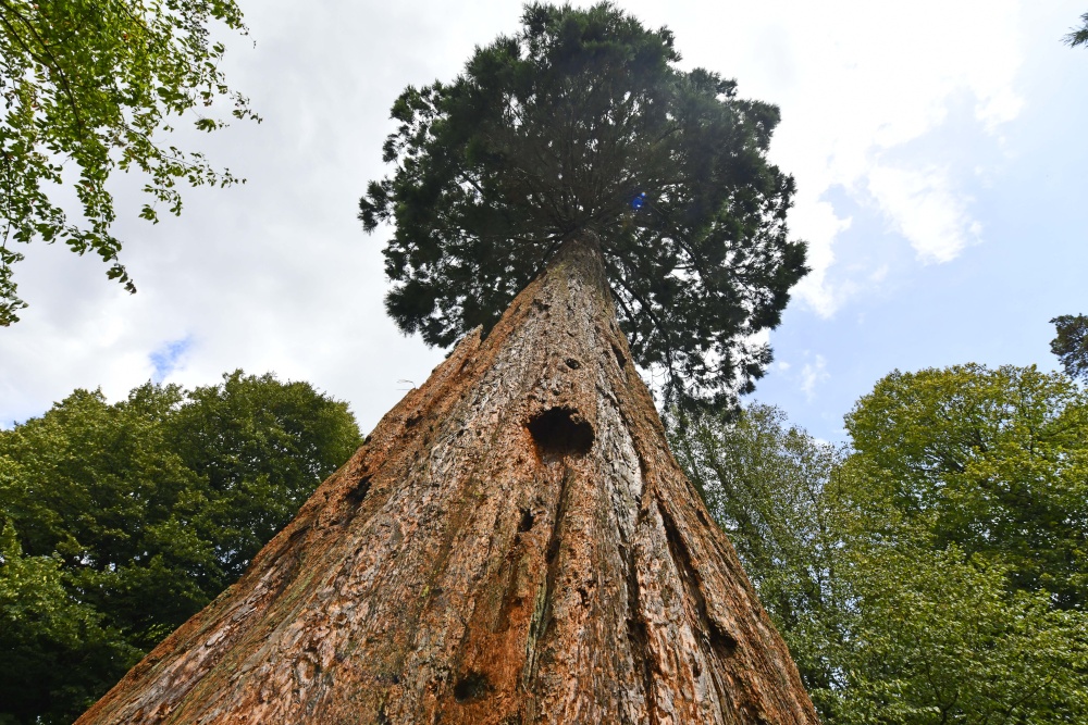 Nymans Grounds, redwood tree