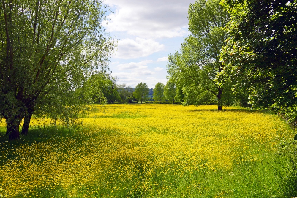 Photograph of Buttercups but no daisies, Westbury-on-Severn