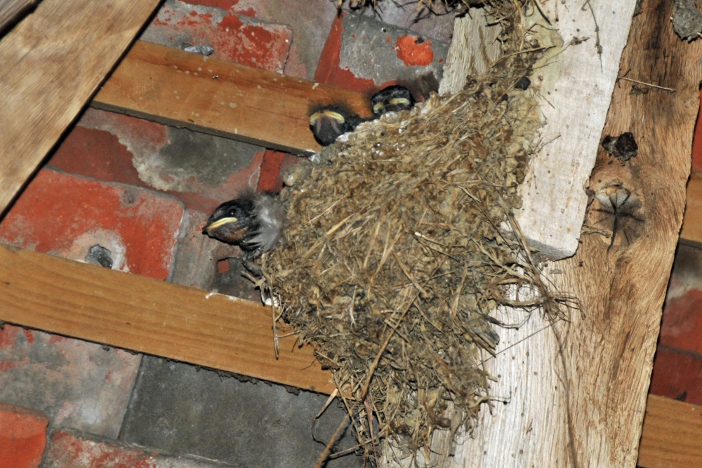 Birds nesting in barn at Great Dixter