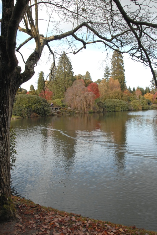 Sheffield Park Garden, Uckfield