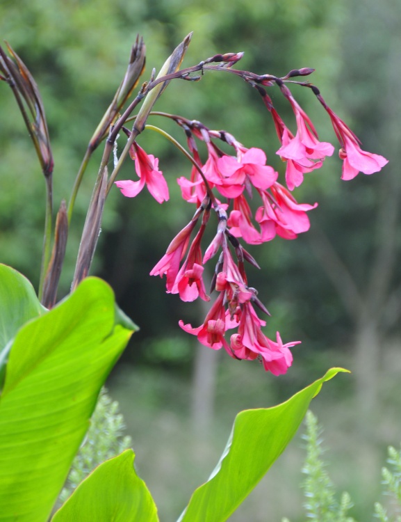 Abbotsbury Tropical Garden
