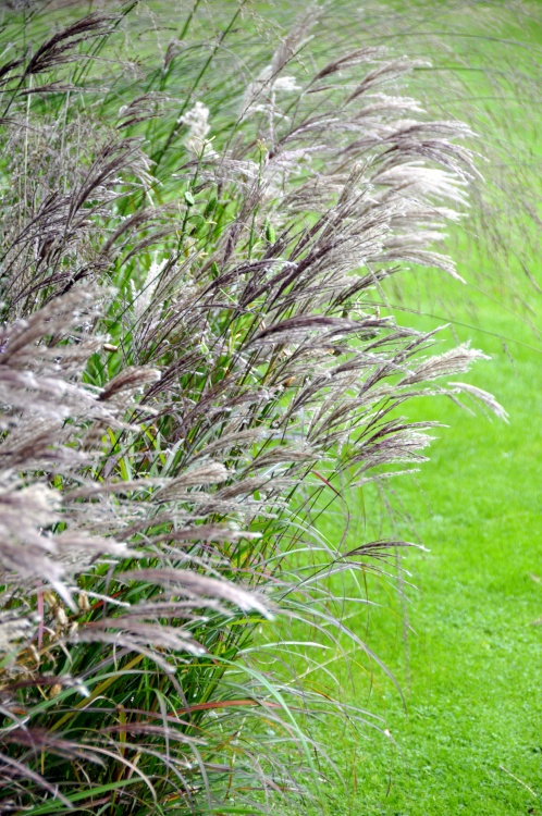 Abbotsbury Tropical Garden