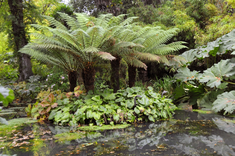 Abbotsbury Tropical Garden