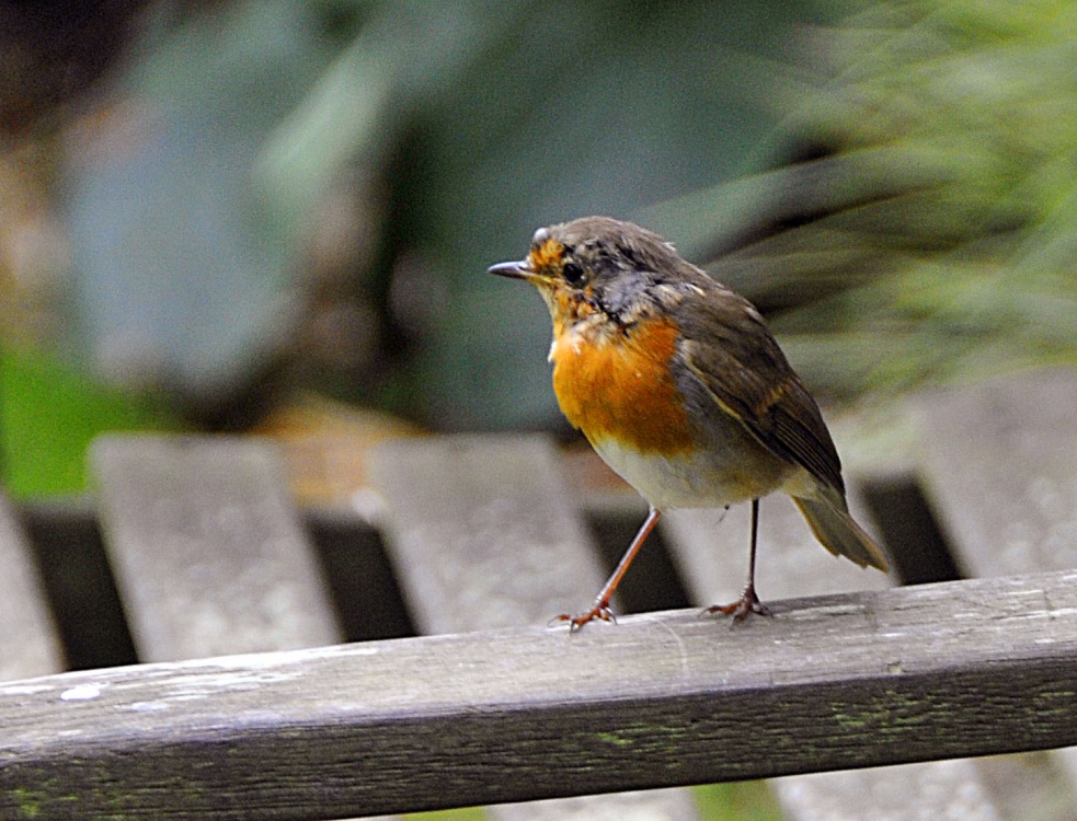 Robin at Abbotsbury Tropical Garden