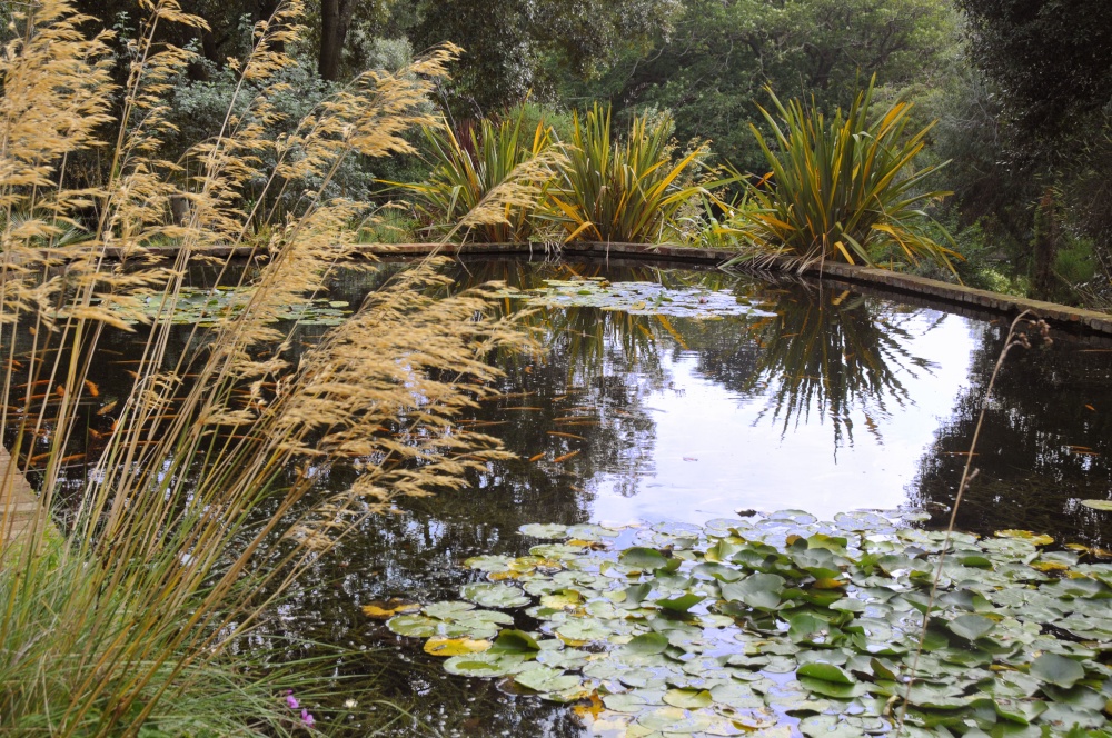 Abbotsbury Tropical Garden