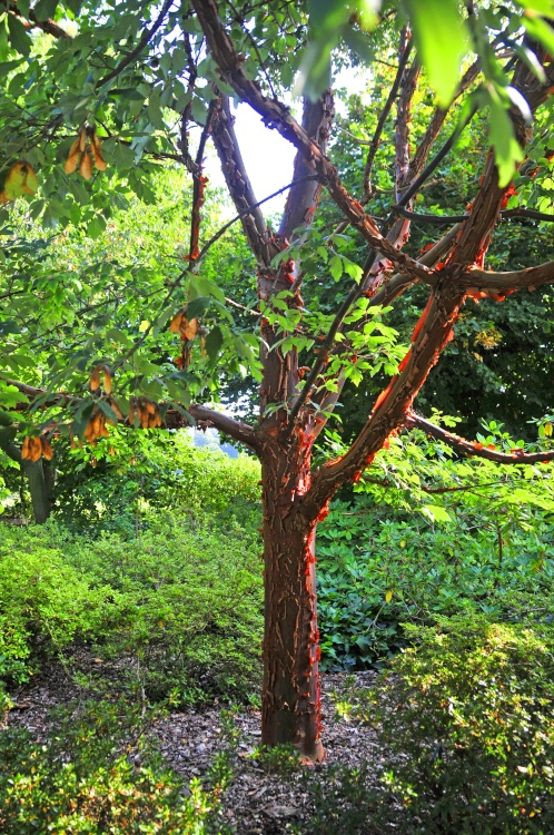 Kingston Lacy Garden