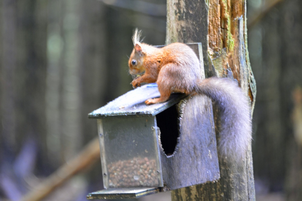 Red Squirrels at Killthorpe Lead Mine Museum photo by Paul V. A. Johnson