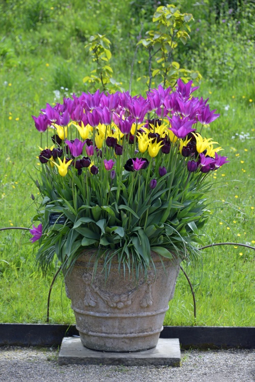 Harlow Carr Garden Tulip display