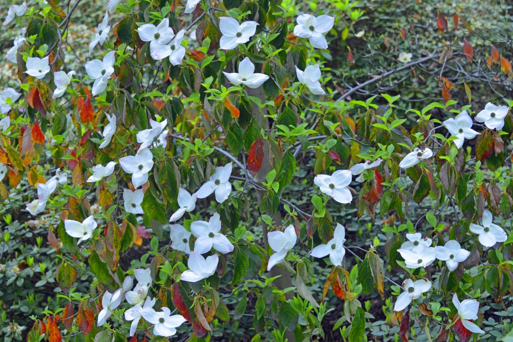 Himalayan Garden and Sculpture Park, near Ripon