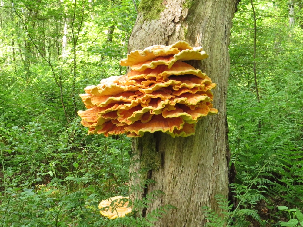 Photograph of CHICKEN OF THE WOODS [LAETIPORUS SULPHUREUS] AT MILTON RIGG WOODS BRAMPTON.