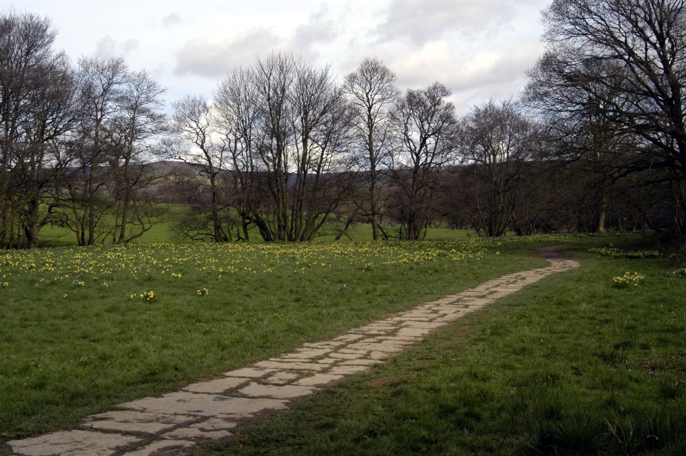 Farndale Daffodil Walk