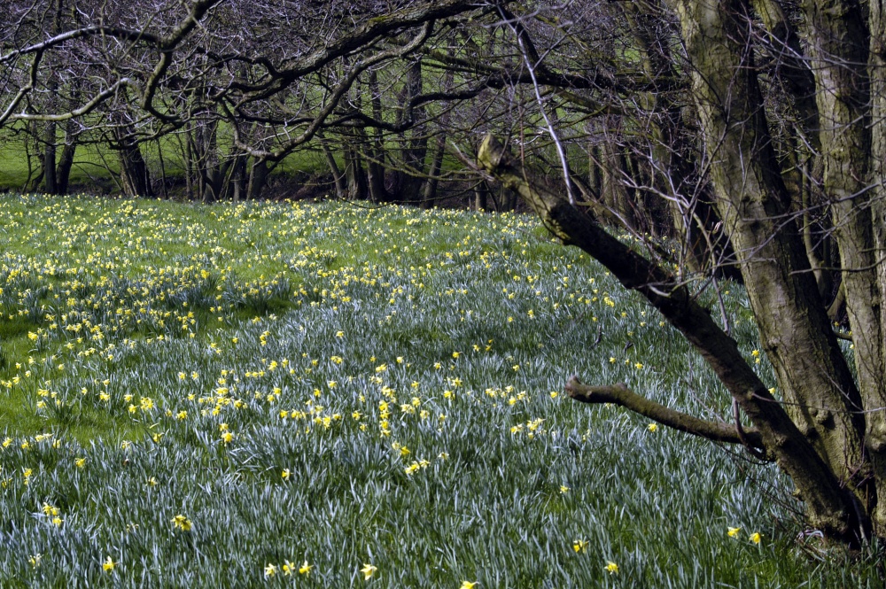 Farndale Daffodil Walk