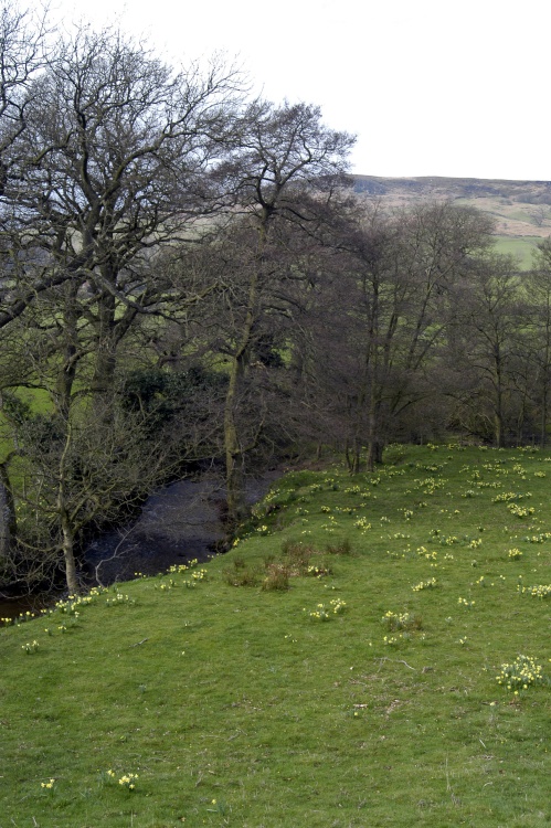 Farndale Daffodil Walk