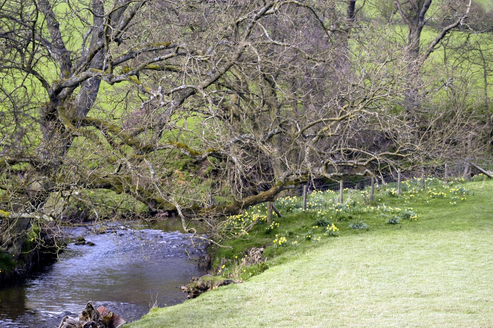 Farndale Daffodil Walk