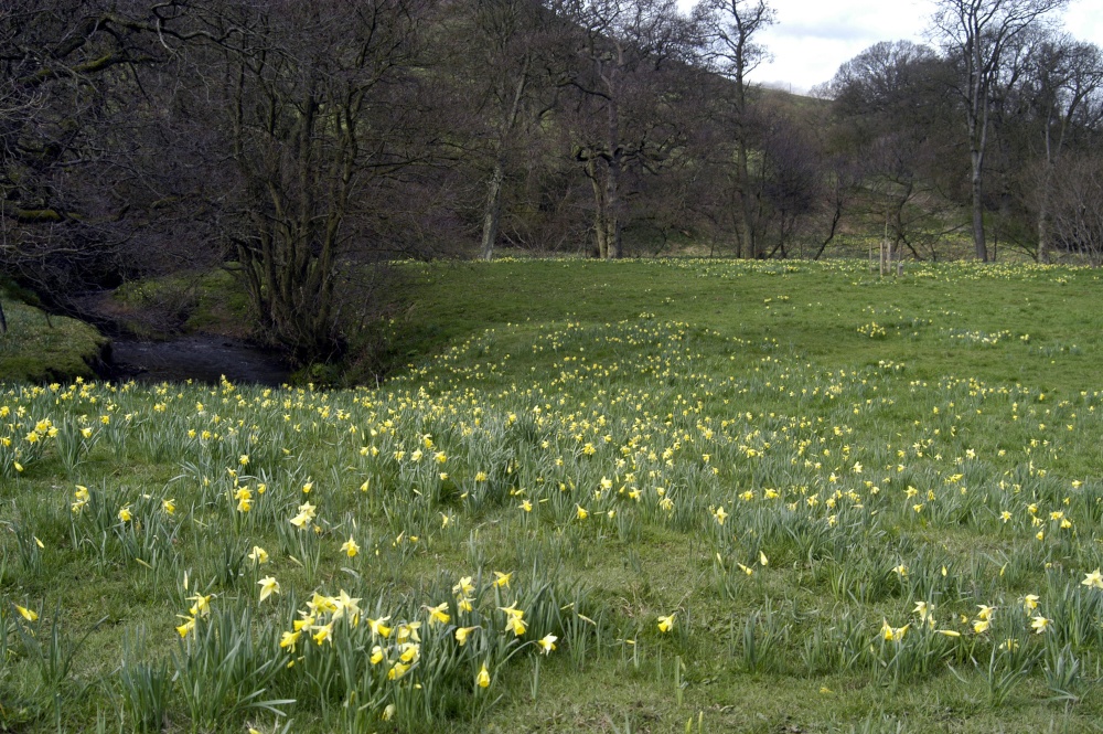 Farndale Daffodil Walk photo by Paul V. A. Johnson